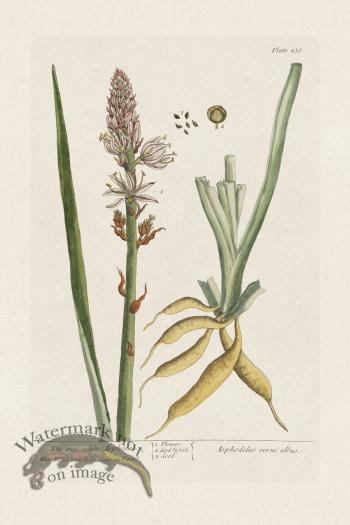 BEE 238 The true white Asphodel